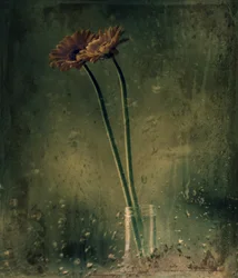 Rainy Day Gerberas