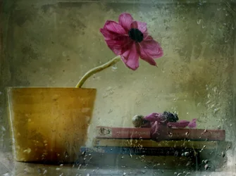 Rainy Window Bloom