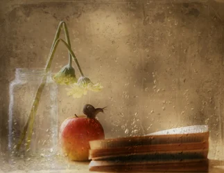 Snail on Apple Rainy Day