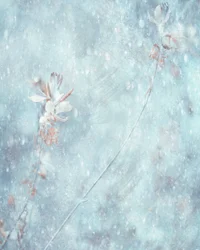 Soft Blue Winter Flowers