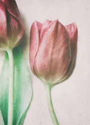 Soft Blush Tulips