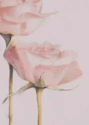 Soft Pink Roses