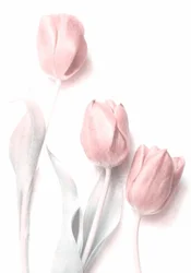 Soft Pink Tulips