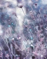 Sparkling Lavender Hues