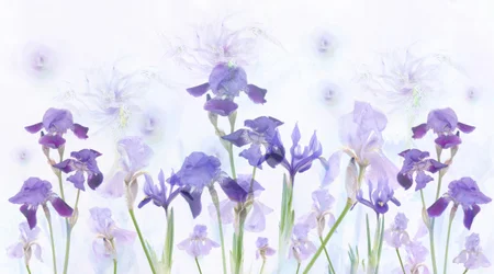 Dreamy Lavender Irises