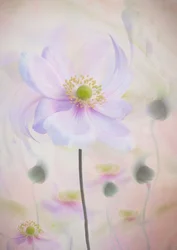Dreamy Pastel Anemone