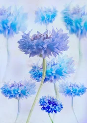 Ethereal Blue Cornflowers