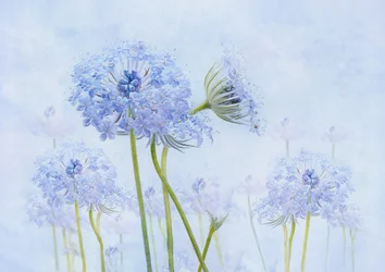 Ethereal Blue Flowers