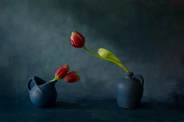 Elegant Tulip Still Life