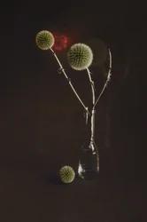 Dried Thistles in Vase