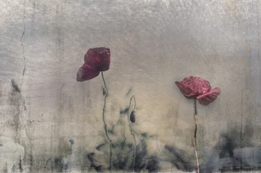 Moody Red Poppies