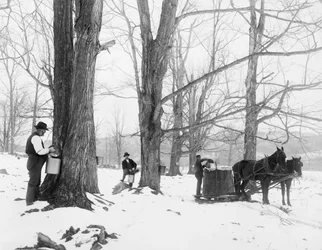 Gathering sap in a Vermont maple sugar camp