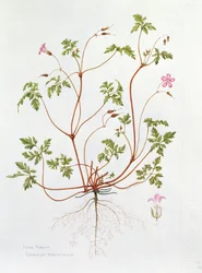 Herb Robert