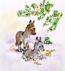 Donkeys