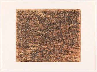 Forest Landscape
