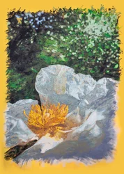 Interior of a Rockrose Near Tábara, 2025