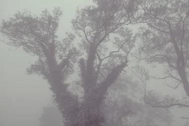 Tree with Coat and Fog, 2016