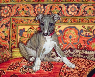 My Whippet Baby
