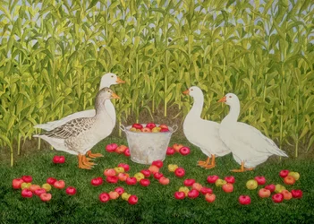 Sweetcorn-Geese