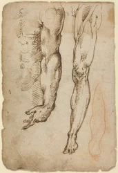 Anatomical Studies