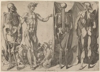 Skeletons and Flayed Figures