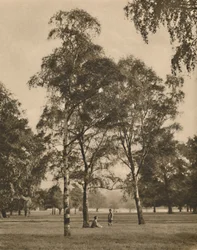 The Lace-Work of the Leaves: A Summer Morning in Hyde Park