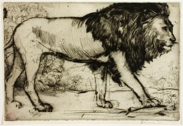 A Lion