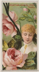 American Beauty Rose: Timidity, from the series Floral Beauties and Language of Flowers