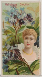 Heliotrope: Devotion, from the Series Floral Beauties and Language of Flowers N75 for Du
