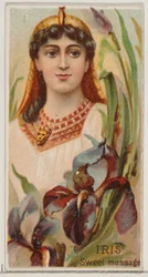 Iris: Sweet Message, from the series Floral Beauties and Language of Flowers