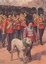 The band and wolfhound mascot of the Irish Guards wearing the shamrock on St Patrick’s Day
