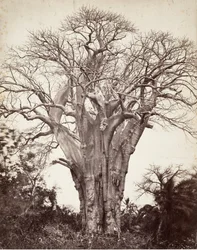 Baobab at Mohéli