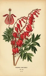 Asian bleeding heart, Lamprocapnos spectabilis