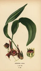 Aspidistra lurida