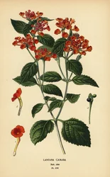 Big sage, ghaneri or tickberry, Lantana camara. Chromolithograph from an illustration by Desire Bois from Edward Step’s Favourite Flowers of Garden and Greenhouse, Frederick Warne, London