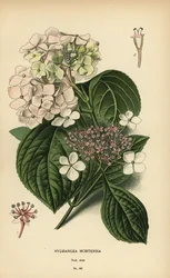 Bigleaf hydrangea, Hydrangea macrophylla