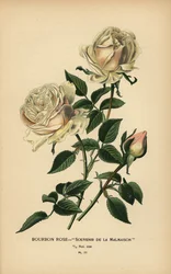 Bourbon Rose, Souvenir de la Malmaison