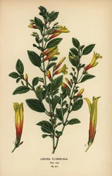 Brazilian fuchsia, Justicia floribunda (Libonia floribunda). Chromolithograph from an illustration by Desire Bois from Edward Step