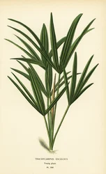 Broadleaf lady palm or bamboo palm, Rhapis excelsa (Trachycarpus excelsus). Chromolithograph from an illustration by Desire Bois from Edward Step