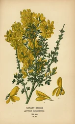 Canary Broom, Genista canariensis
