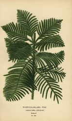 Cook pine, Araucaria columnaris. (Norfolk Island pine, Araucaria excelsa). Chromolithograph from an illustration by Desire Bois from Edward Step’s Favourite Flowers of Garden and Greenhouse, Frederick Warne, London