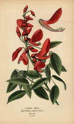 Coral tree, Erythrina crista-galli