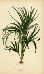 Curly palm, Howea belmoreana. Vulnerable. Chromolithograph from an illustration by Desire Bois from Edward Step’s Favourite Flowers of Garden and Greenhouse, Frederick Warne, London