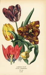 Garden tulip, Tulipa gesneriana. Chromolithograph from an illustration by Desire Bois from Edward Step’s Favourite Flowers of Garden and Greenhouse, Frederick Warne, London