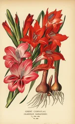 Ghent cornflag, Gladiolus x gandavensis. Chromolithograph from an illustration by Desire Bois from Edward Step’s Favourite Flowers of Garden and Greenhouse, Frederick Warne, London
