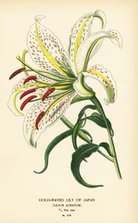 Gold-Rayed Lily of Japan or Yamayuri, Lilium auratum