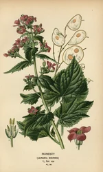 Honesty, Lunaria annua