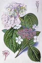 Hydrangea (illustration)