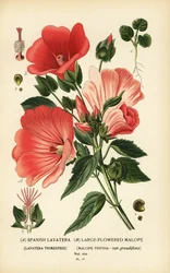 Lavatera trimestris and Malope trifida