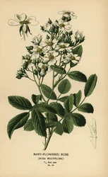 Many-flowered rose, Rosa multiflora